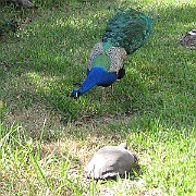 Picture 030